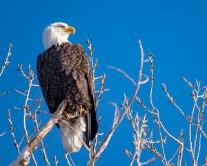 Preview wallpaper eagle, bird, predator, branches, tree