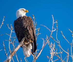 Preview wallpaper eagle, bird, predator, branches, tree