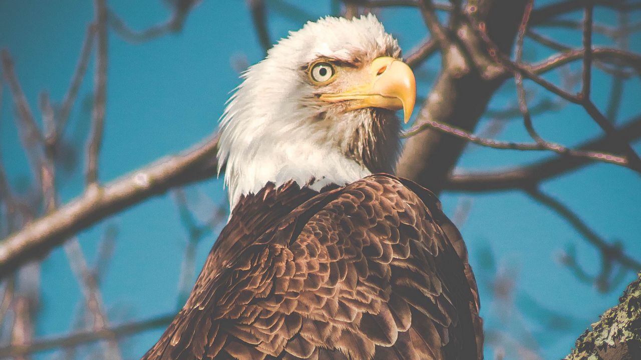 Wallpaper eagle, bird, predator, beak, branch