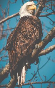 Preview wallpaper eagle, bird, predator, beak, branch