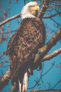 Preview wallpaper eagle, bird, predator, beak, branch