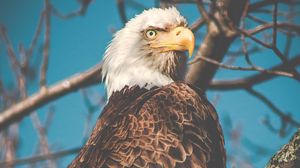 Preview wallpaper eagle, bird, predator, beak, branch
