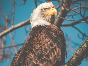 Preview wallpaper eagle, bird, predator, beak, branch