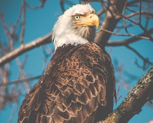 Preview wallpaper eagle, bird, predator, beak, branch