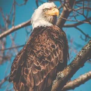 Preview wallpaper eagle, bird, predator, beak, branch