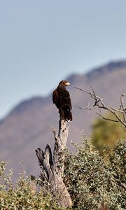 Preview wallpaper eagle, bird, predator, branches, focus