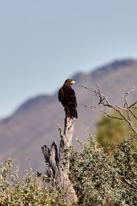 Preview wallpaper eagle, bird, predator, branches, focus