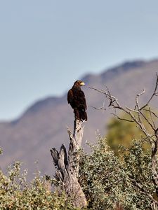 Preview wallpaper eagle, bird, predator, branches, focus