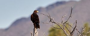 Preview wallpaper eagle, bird, predator, branches, focus