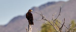 Preview wallpaper eagle, bird, predator, branches, focus