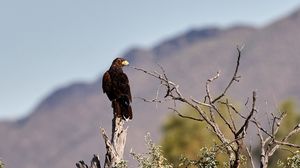 Preview wallpaper eagle, bird, predator, branches, focus
