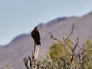 Preview wallpaper eagle, bird, predator, branches, focus
