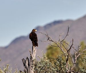 Preview wallpaper eagle, bird, predator, branches, focus
