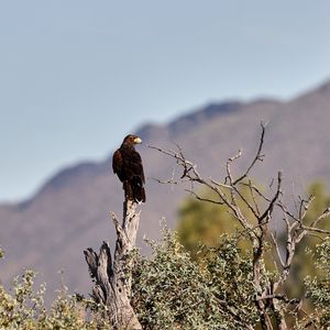 Preview wallpaper eagle, bird, predator, branches, focus