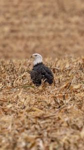 Preview wallpaper eagle, bird, predator, grass, dry