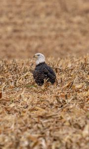 Preview wallpaper eagle, bird, predator, grass, dry