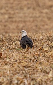 Preview wallpaper eagle, bird, predator, grass, dry