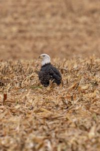 Preview wallpaper eagle, bird, predator, grass, dry