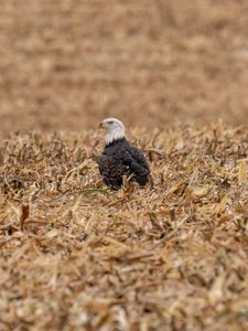 Preview wallpaper eagle, bird, predator, grass, dry