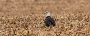 Preview wallpaper eagle, bird, predator, grass, dry