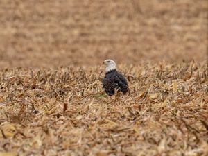 Preview wallpaper eagle, bird, predator, grass, dry