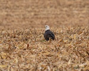 Preview wallpaper eagle, bird, predator, grass, dry