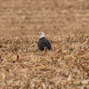 Preview wallpaper eagle, bird, predator, grass, dry