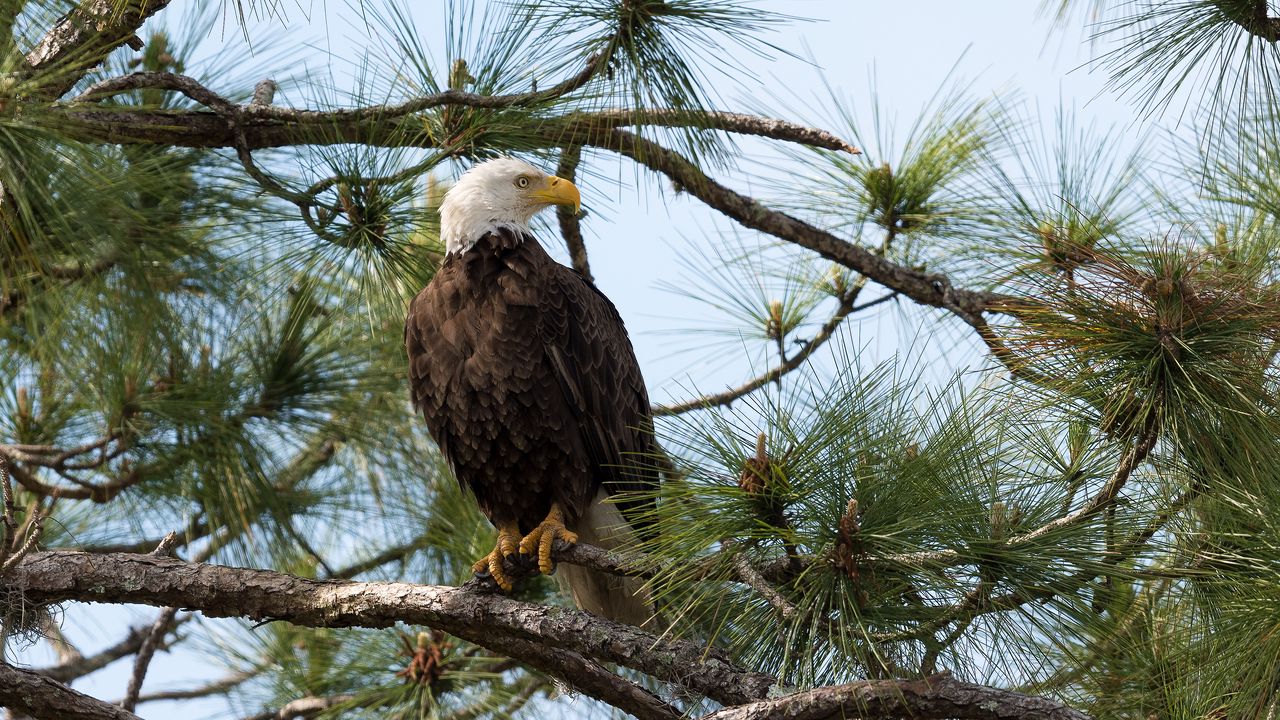 Wallpaper eagle, bird, predator, branches, spruce