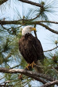 Preview wallpaper eagle, bird, predator, branches, spruce