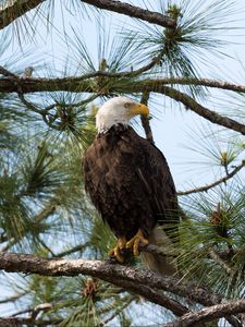 Preview wallpaper eagle, bird, predator, branches, spruce