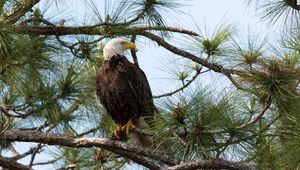 Preview wallpaper eagle, bird, predator, branches, spruce