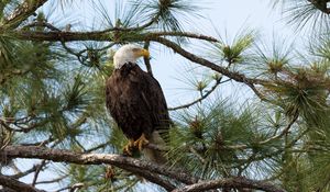 Preview wallpaper eagle, bird, predator, branches, spruce