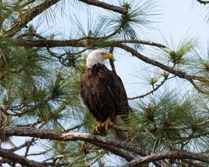 Preview wallpaper eagle, bird, predator, branches, spruce