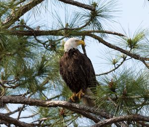 Preview wallpaper eagle, bird, predator, branches, spruce