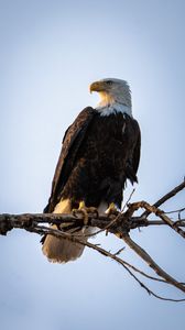 Preview wallpaper eagle, bird, predator, branch