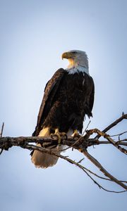 Preview wallpaper eagle, bird, predator, branch