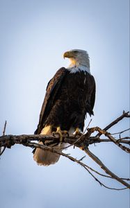 Preview wallpaper eagle, bird, predator, branch