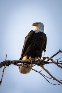 Preview wallpaper eagle, bird, predator, branch