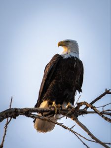 Preview wallpaper eagle, bird, predator, branch