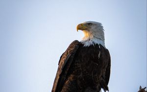 Preview wallpaper eagle, bird, predator, branch