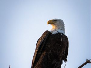 Preview wallpaper eagle, bird, predator, branch