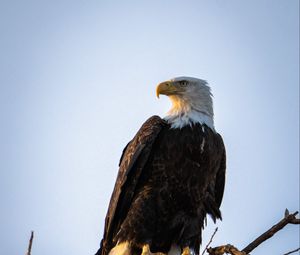 Preview wallpaper eagle, bird, predator, branch