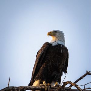 Preview wallpaper eagle, bird, predator, branch