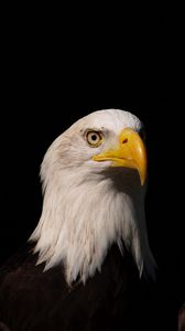 Preview wallpaper eagle, bird, predator, glance