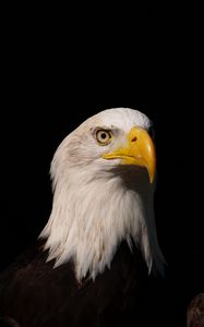 Preview wallpaper eagle, bird, predator, glance