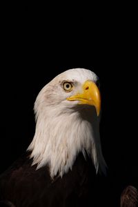 Preview wallpaper eagle, bird, predator, glance