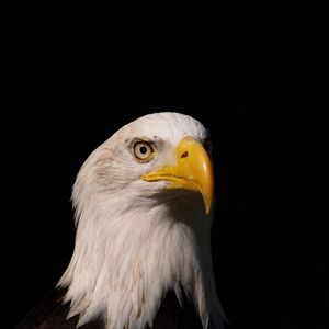 Preview wallpaper eagle, bird, predator, glance