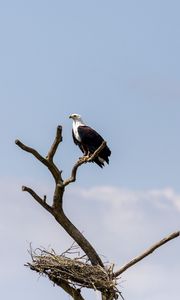 Preview wallpaper eagle, bird, predator, tree, nest, watching