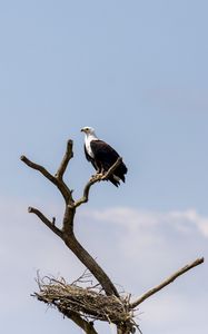 Preview wallpaper eagle, bird, predator, tree, nest, watching