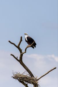 Preview wallpaper eagle, bird, predator, tree, nest, watching